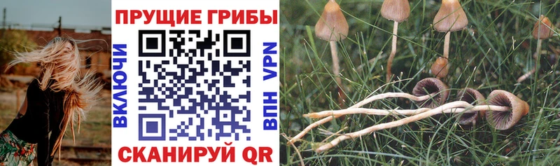 OMG рабочий сайт  Нижнекамск  Галлюциногенные грибы Cubensis 
